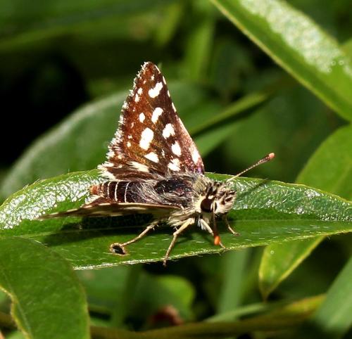 Spialia droma · iNaturalist