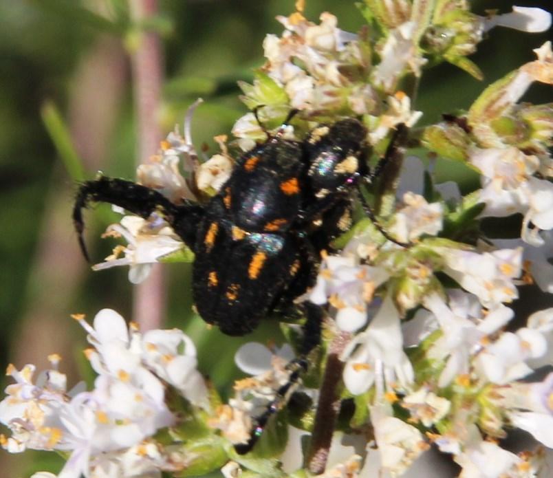 Stigmatoplia