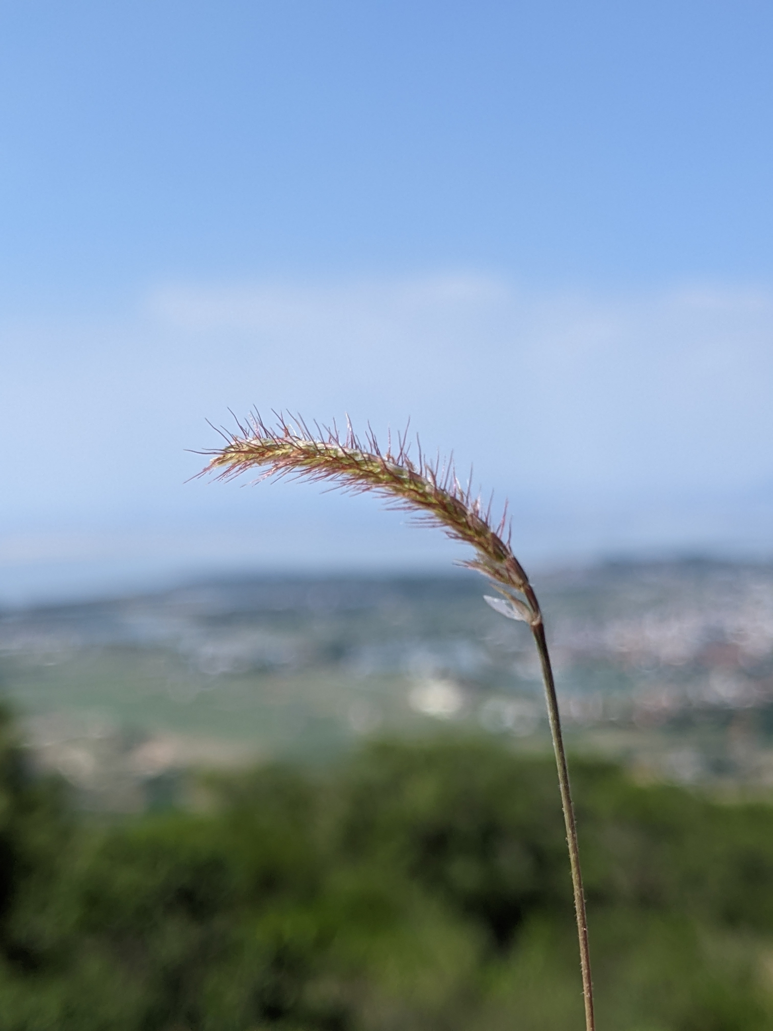 Eremochloa ciliaris