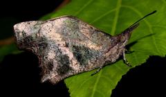 Libythea laius