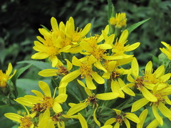 Senecio propinquus