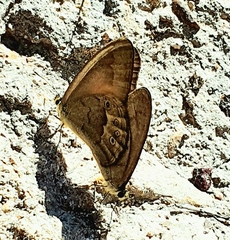 Hypocysta pseudirius