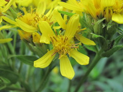 Senecio propinquus