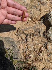 Eulalia leschenaultiana