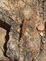 Eulalia leschenaultiana