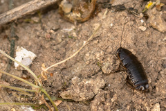 Loboptera
