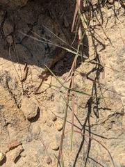 Eulalia leschenaultiana