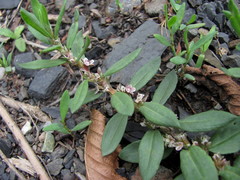Polygonum alpestre
