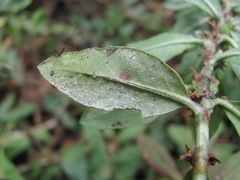 Polygonum alpestre