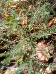 Achillea millefolium