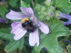 Bombus