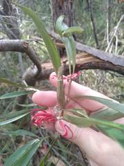 Grevillea oleoides