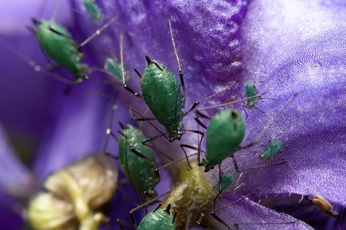 Monkshood Aphid