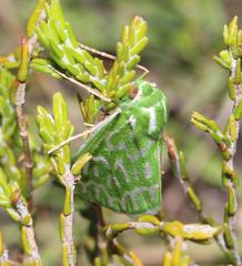 Dichroma equestralis