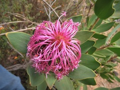 Isopogon latifolius