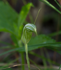 Pterostylis ophioglossa