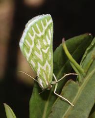 Dichroma equestralis