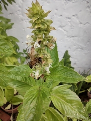 Oxyopes