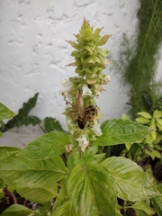 Oxyopes