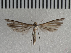 Stangeia xerodes