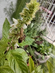 Apis cerana