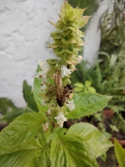 Apis cerana