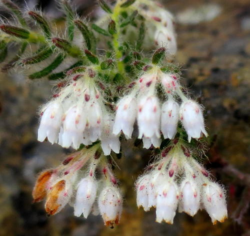 Erica pannosa Salisb.