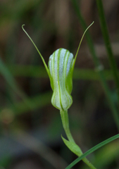 Pterostylis ophioglossa