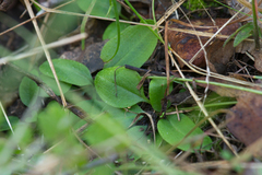 Pterostylis ophioglossa