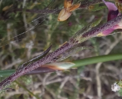 Muraltia knysnaensis