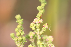 Erica serrata