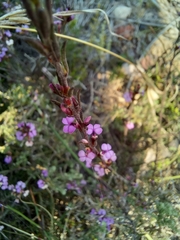 Muraltia knysnaensis