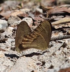 Hypocysta pseudirius