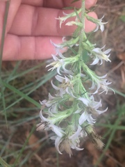 Liatris carrizana