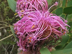 Isopogon latifolius