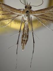 Stangeia xerodes