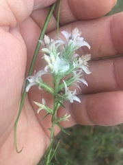 Liatris carrizana