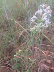 Liatris carrizana