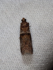 Conobathra hemichlaena