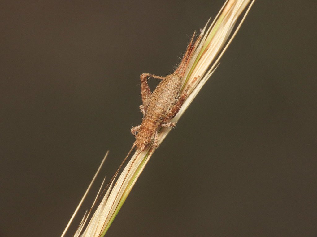 Grillon des Cistes