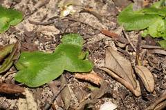 Corybas despectans
