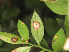 Phyllosticta hypoglossi