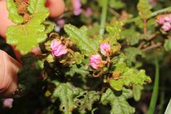 Thomasia quercifolia