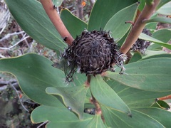 Isopogon latifolius