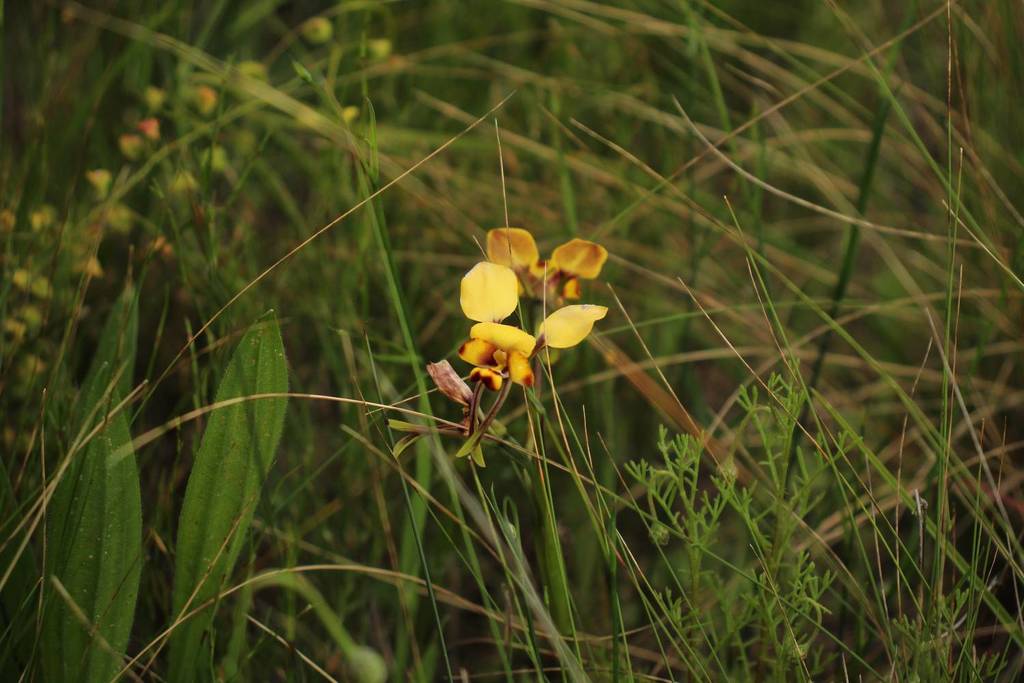 Diuris pulchella