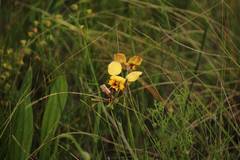 Diuris pulchella
