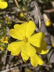 Hibbertia pustulata