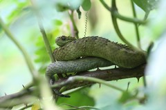 Atheris hispida