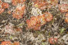 Drosera zonaria