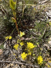Hibbertia pustulata